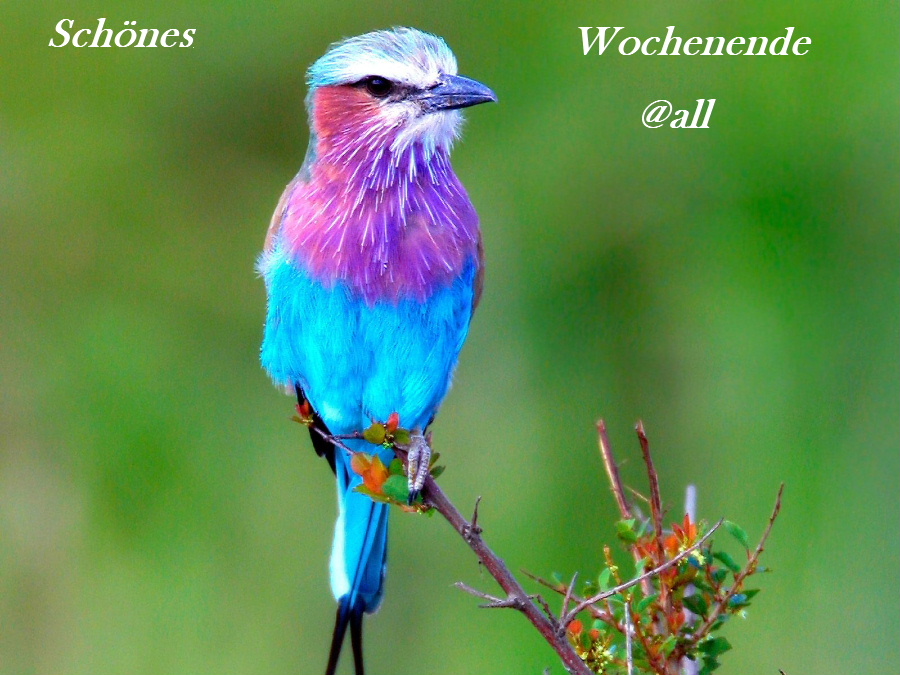 932.DAX Tipp-Spiel *Montag* 08.12.08, 17.45 Uhr 203916