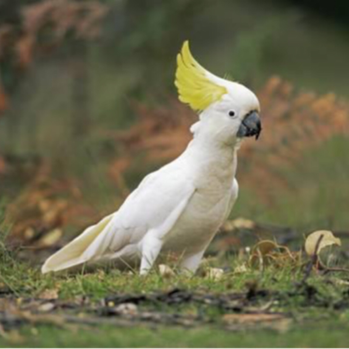 2018 QV-GDAXi-DJ-GOLD-EURUSD-JPY 1070583