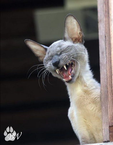 Gold-Crash steht schon bald bevor? 347830