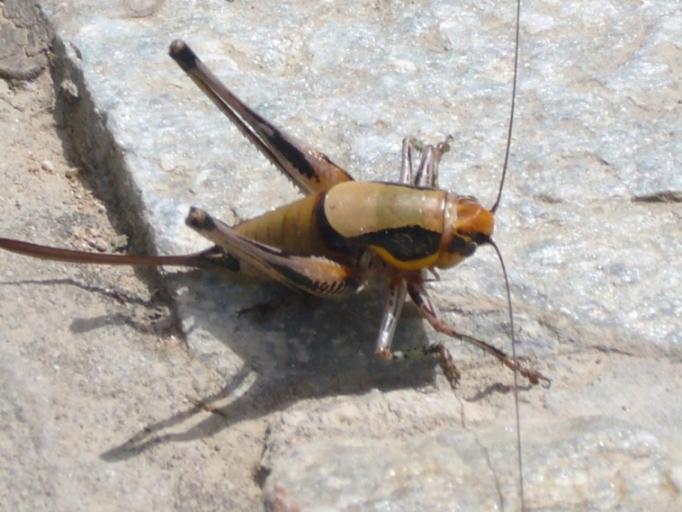 Hypo Real - Jahrhundertchance oder Niete? 236942