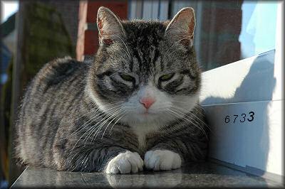 451.DAX Tipp-Spiel, Mittwoch, 17.01.07 77455