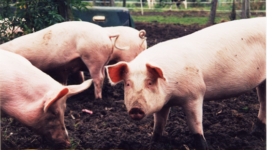 Lycos, Partner stehen Schlange 169686