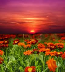 2014 QV DAX-DJ-GOLD-EURUSD-JPY 703183