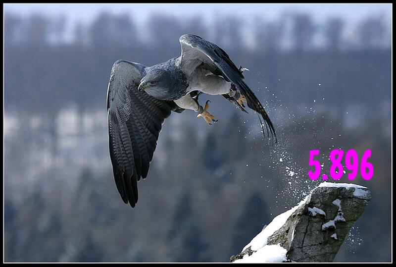 353.DAX Tipp-Spiel, Dienstag, 29.08.06, 17.45 Uhr, 54372