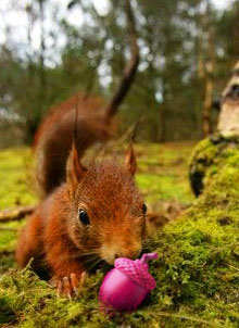 forsys neue Kursrakete ? 132815