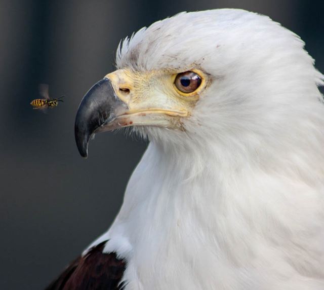 netcents, die neue online zahlungsplattform 1090589