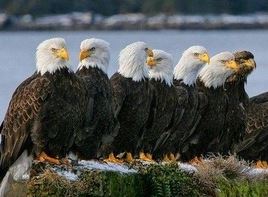 netcents, die neue online zahlungsplattform 1088661