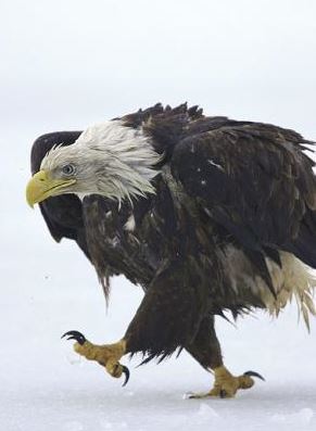 netcents, die neue online zahlungsplattform 1099189