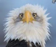 netcents, die neue online zahlungsplattform 1100881