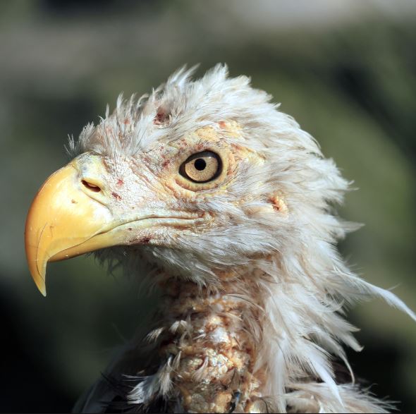 netcents, die neue online zahlungsplattform 1103931