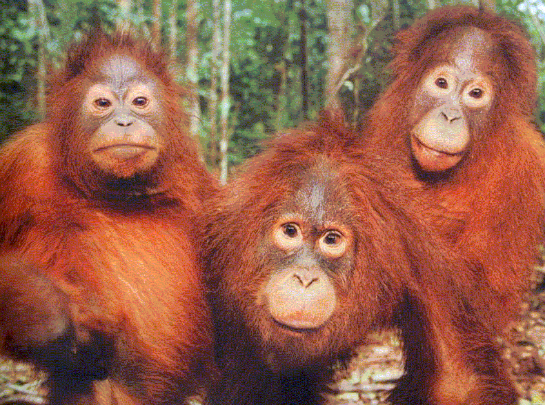 Deutsche Biotechaktie Wer gewinnt Börsenspiel 2010 291143