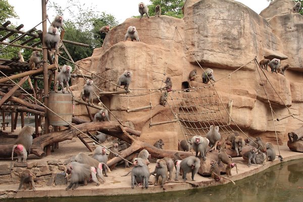 Steinhoff International Holdings N.V. 1200832