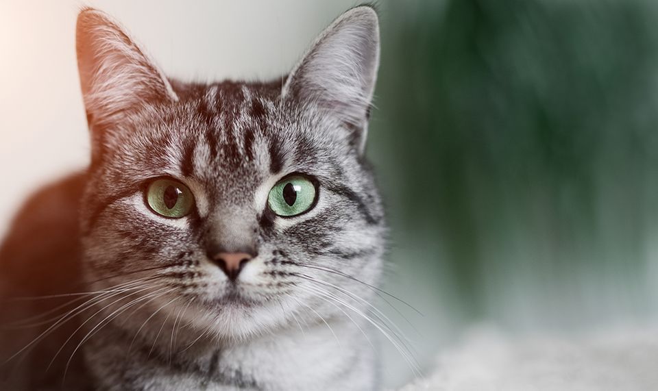 Wenn das Gold redet, dann schweigt die Welt! 1315247