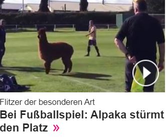 Börse ein Haifischbecken: Trade was du siehst 1202563