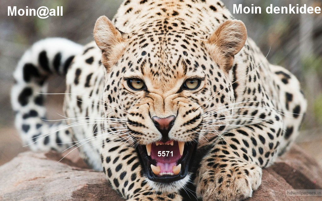 1.539.DAX Tipp-Spiel, Montag, 02.05.11 399292