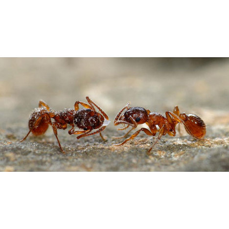 655.DAX Tipp-Spiel, Montag, 05.11.07 129532