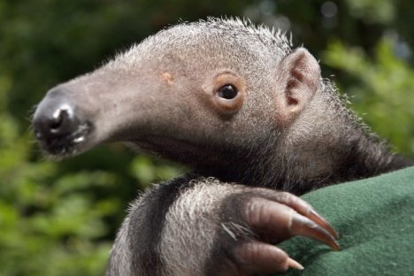 Quo Vadis Dax 2011 - All Time High? 468261