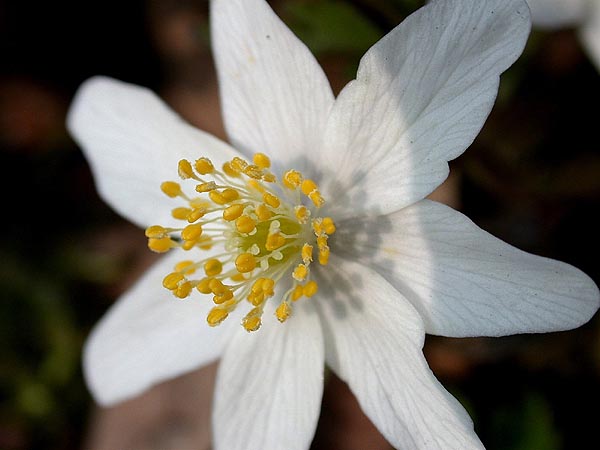 671.DAX Tipp-Spiel, Dienstag, 27.11.07, 17.45 Uhr, 133159