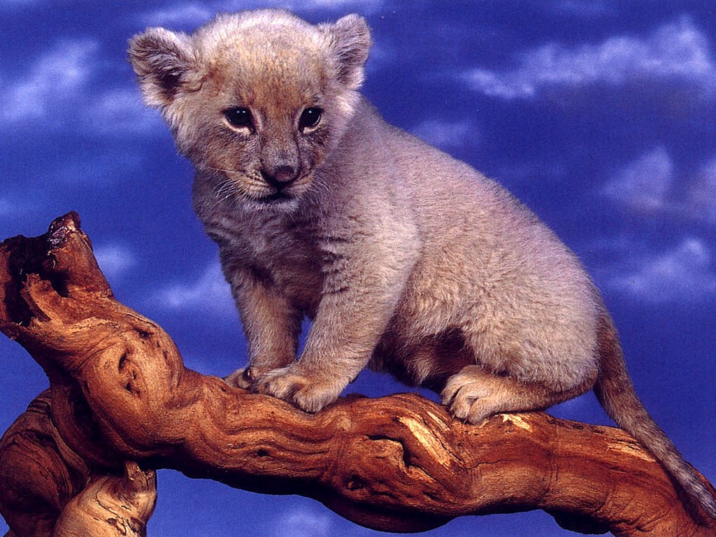 924.DAX Tipp-Spiel *Mittwoch* 26.11.08, 17.45 Uhr 201727