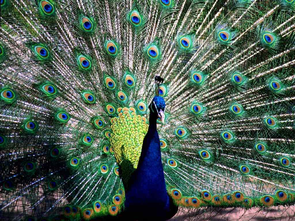 996.DAX Tipp-Spiel Freitag,13.03.09.17.45 Uhr 221528