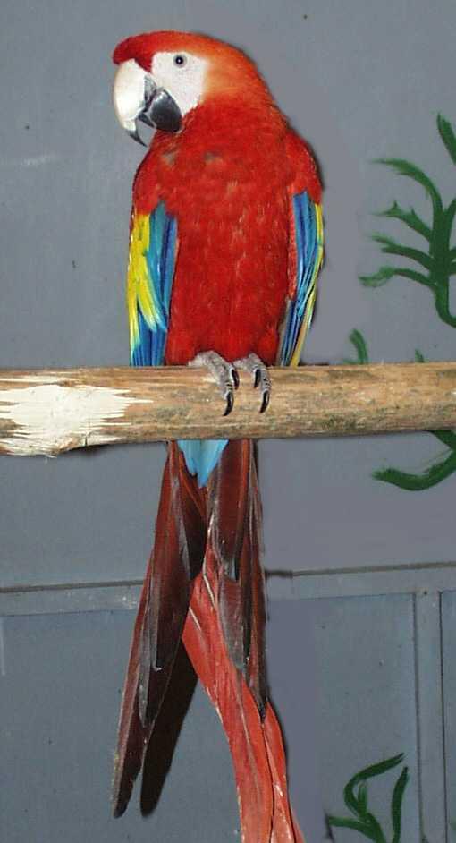 Feiglinge spielen MauMau - wir GM 239531