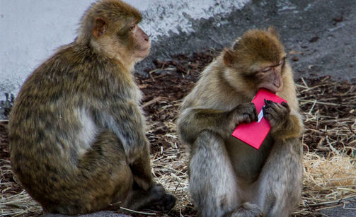 Nokia- der Gewinner in 2013 637717