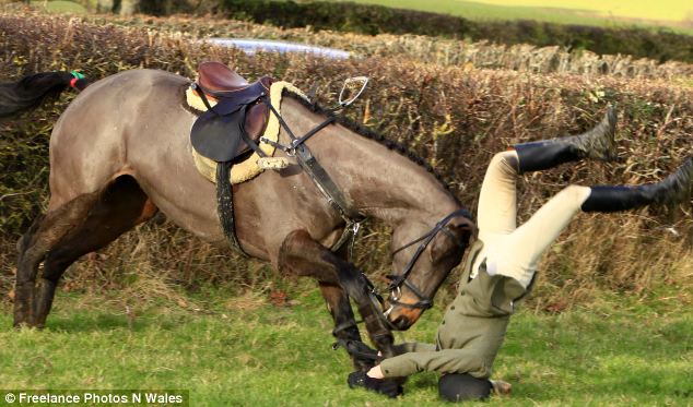 Der USA Bären-Thread 579450