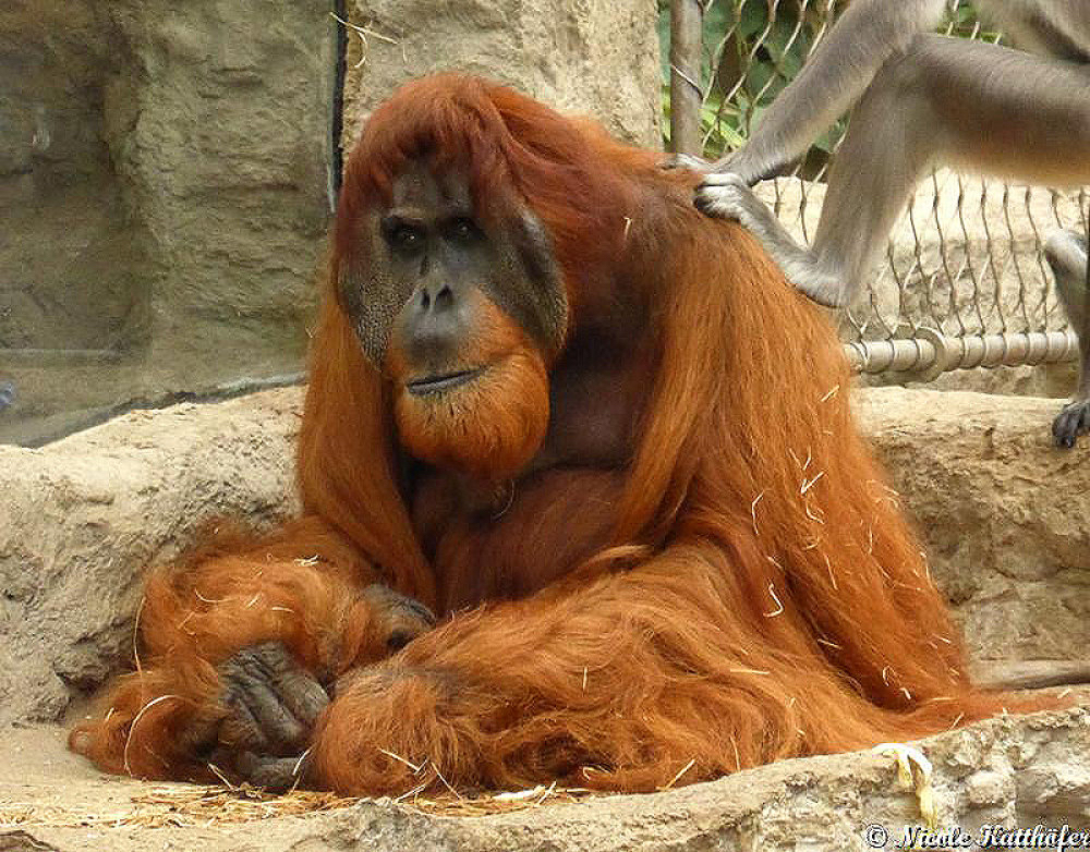 noch keiner hier interessiert... 1327083