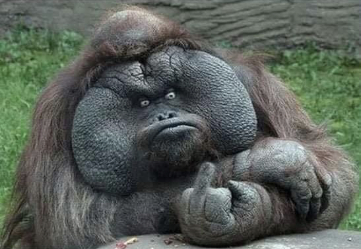 AMC Entertainment Holdings 2.0 - Todamoon?!? 1334410