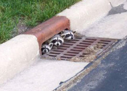 Drillisch: 555 % Anstieg sind locker möglich! 247988