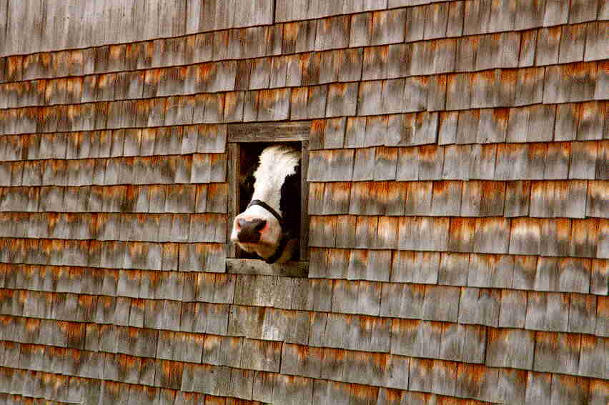 DAX : Warum faellt er nicht mehr ? o. T. 84307