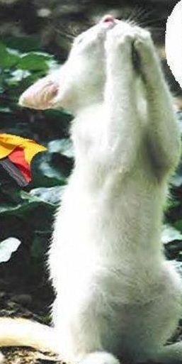 Quo Vadis Dax 2012 - Krise ohne Ende? 473338