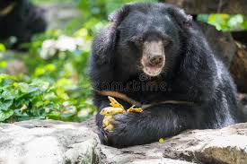 Der USA Bären-Thread 1148391