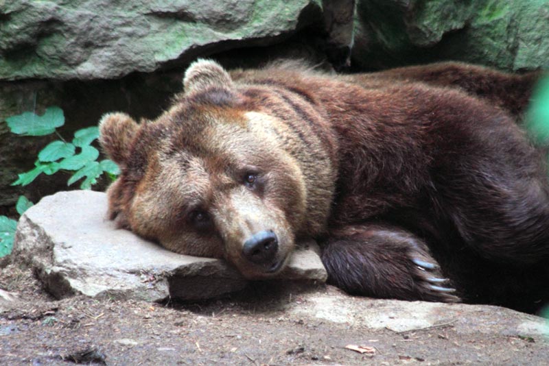 2019 QV-GDAXi-DJ-GOLD-EURUSD- JPY 1090790