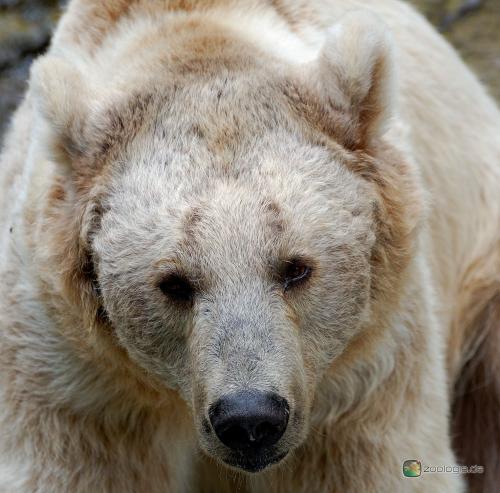 Frühtipper für unser DAX Tippspiel 173735