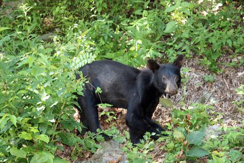 Quo Vadis Dax 2009 255746