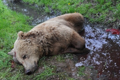 Genta - der letzte Thread 331855