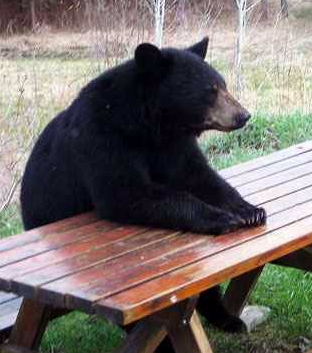 Quo Vadis Dax 2009 282834