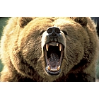 Der Antizykliker-Thread 195689