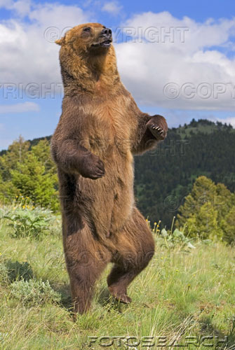 803.DAX Tipp-Spiel, Dienstag, 10.06.08, 17:45 Uhr 168108