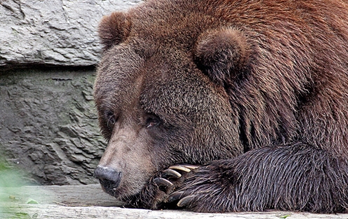 Quo Vadis Dax 2011 - All Time High? 471845