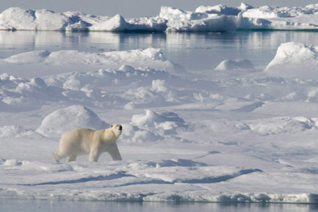 Der USA Bären-Thread 226611