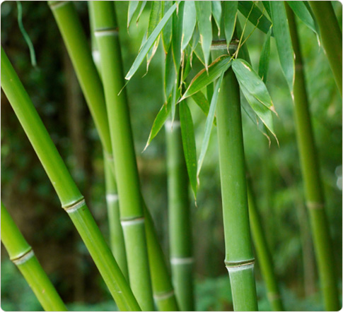 Asian Bamboo 250665