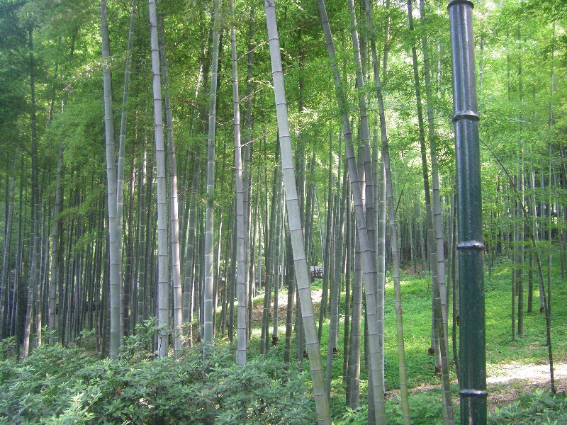 Asian Bamboo 331063