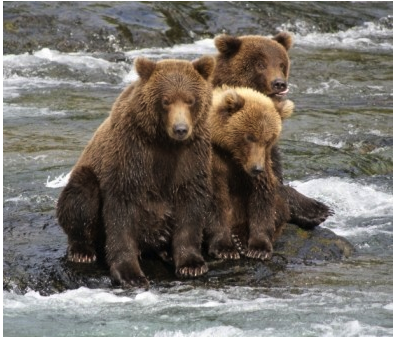 Quo Vadis Dax 2013 - Up, dank Liquidität 576865