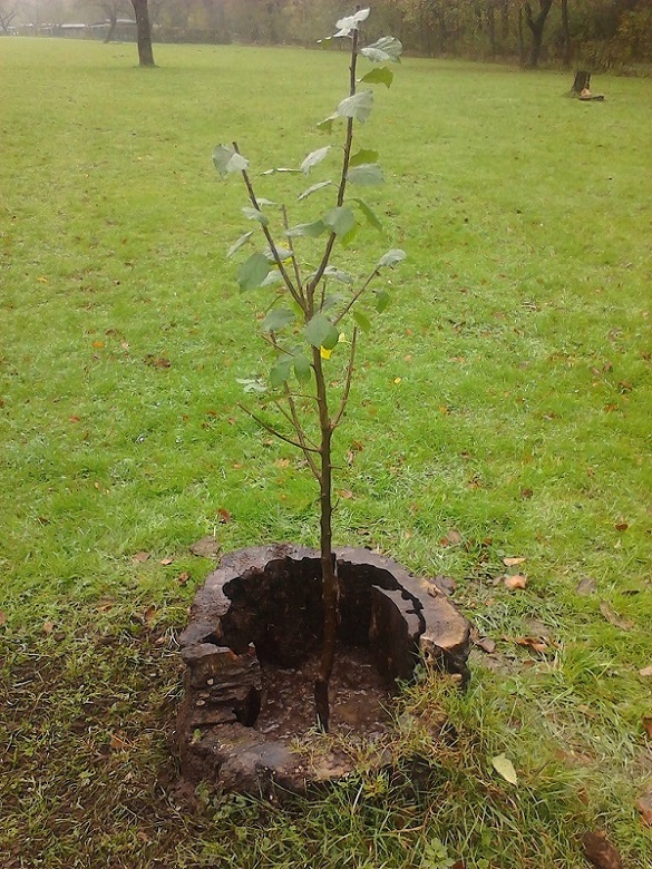 Bitcoins der nächste Monsterhype steht bevor! 673989