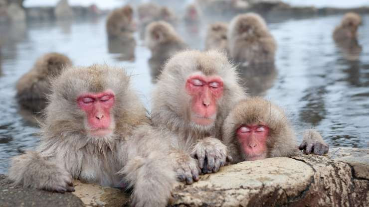 FACC - aufstrebendes Unternehmen aus Österreich! 1088659