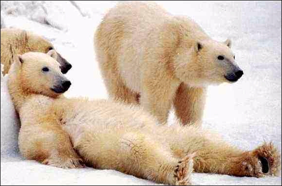 Die Bullengruppe 207352