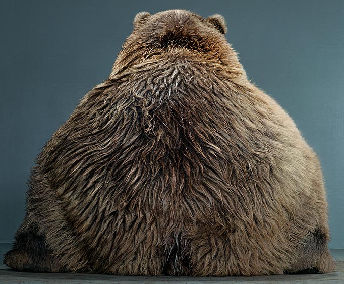 Der USA Bären-Thread 622367