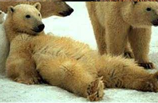 Die Bullen scharren gar nicht mit den Hufen, 184074